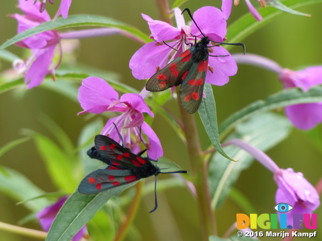 FZ030470 Six-spot Burnets (Zygaena filipendulae) on purple flowers